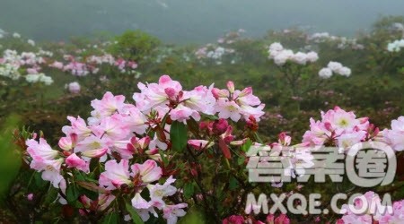 绽放自己的美作文600字 以绽放自己的美为题的作文600字 绽放自己的美作文600字 以绽放自己的美为题的作文600字