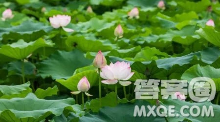 夏日的荷塘为题作文400字 关于夏日的荷塘为题的作文400字 夏日的荷塘为题作文400字 关于夏日的荷塘为题的作文400字