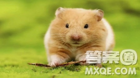 写小仓鼠的作文400字 关于小仓鼠的小学生作文400字 写小仓鼠的作文400字 关于小仓鼠的小学生作文400字