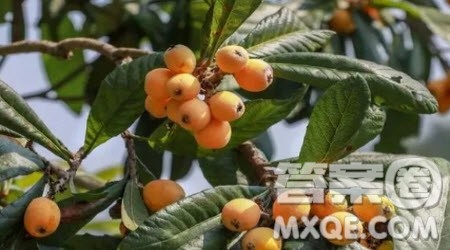 枇杷树下的童年作文400字 以枇杷树下的童年为题的作文400字 枇杷树下的童年作文400字 以枇杷树下的童年为题的作文400字