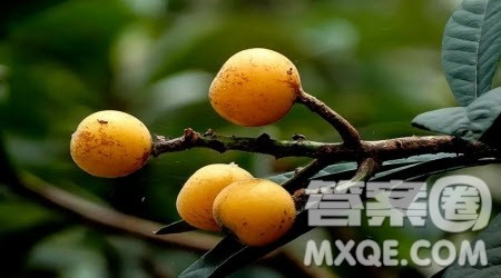 走过杏树的四季为题作文600字 关于走过杏树的四季为题目的作文600字 走过杏树的四季为题作文600字 关于走过杏树的四季为题目的作文600字