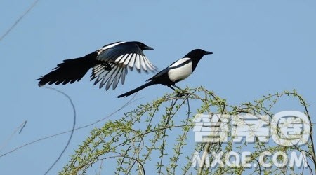 别拦着我飞翔为题作文600字 关于别拦着我飞翔为题目的作文600字