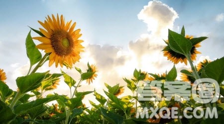 我是一束阳光为题作文600字 关于我是一束阳光为题目的作文600字