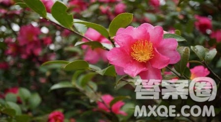 特别的一朵花作文600字 关于特别的一朵花的作文600字