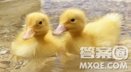 可爱的小鸭子为题作文400字 关于可爱的小鸭子为题目的作文400字 可爱的小鸭子为题作文400字 关于可爱的小鸭子为题目的作文400字