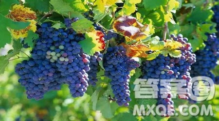 我看乡村致富作文400字 关于我看乡村致富的作文400字 我看乡村致富作文400字 关于我看乡村致富的作文400字