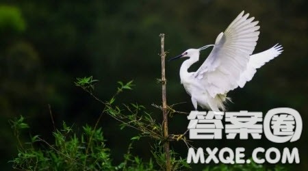 落雁的方向为题作文800字 关于落雁的方向为题目的作文800字 落雁的方向为题作文800字 关于落雁的方向为题目的作文800字