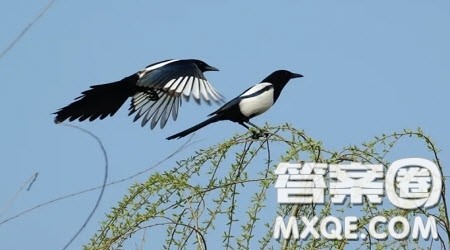 假如变成了一只鸟想象作文400字 关于假如变成了一只鸟的想象作文400字 假如变成了一只鸟想象作文400字 关于假如变成了一只鸟的想象作文400字