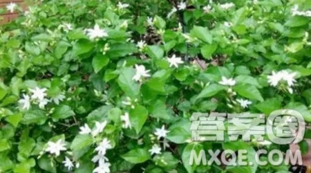 我爱茉莉花作文400字 关于我爱茉莉花的作文400字 我爱茉莉花作文400字 关于我爱茉莉花的作文400字