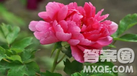 介绍国花牡丹的小学生作文300字 关于介绍国花牡丹的小学生作文300字 介绍国花牡丹的小学生作文300字 关于介绍国花牡丹的小学生作文300字