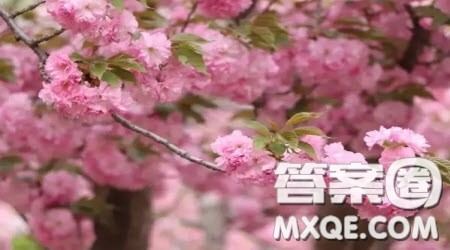 想象自己是一种植物的作文400字 关于想象自己是一种植物的想象作文400字 想象自己是一种植物的作文400字 关于想象自己是一种植物的想象作文400字