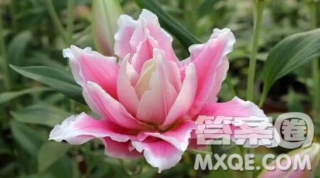 期待花开主题作文400字 关于期待花开的主题作文400字