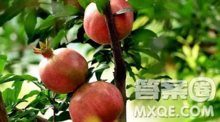 写一种喜欢的水果作文400字 关于写一种喜欢的水果的小学生作文400字 写一种喜欢的水果作文400字 关于写一种喜欢的水果的小学生作文400字