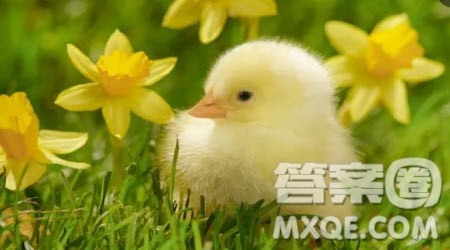 与动物之间的趣事作文400字 写与动物之间的趣事的作文400字 与动物之间的趣事作文400字 写与动物之间的趣事的作文400字