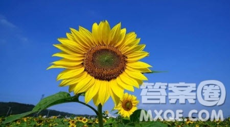 ___就这样生长为题作文600字 关于___就这样生长为题的作文600字