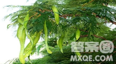 观察校园的植物作文400字 写观察校园的植物的作文400字