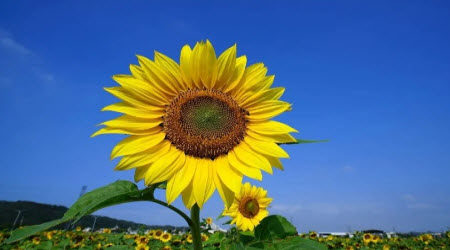 乐在____中作文600字 关于乐在____中的作文600字 乐在____中作文600字 关于乐在____中的作文600字