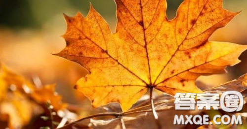 又是一年落叶时作文600字 关于又是一年落叶时的作文600字