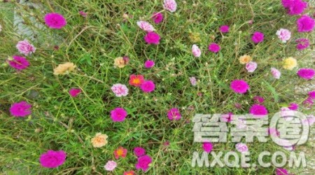 我喜欢太阳花作文400字 关于我喜欢太阳花的作文400字 我喜欢太阳花作文400字 关于我喜欢太阳花的作文400字