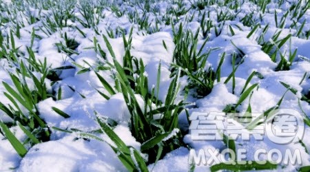 又是一年冬雪作文600字 以又是一年冬雪为题作文600字