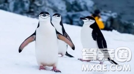 介绍企鹅作文300字 关于介绍企鹅的作文300字 介绍企鹅作文300字 关于介绍企鹅的作文300字