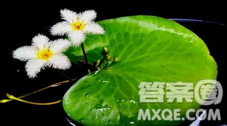 观察花开的过程作文600字 关于观察花开的过程的作文600字 观察花开的过程作文600字 关于观察花开的过程的作文600字