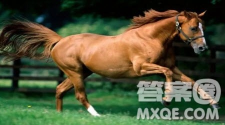 蹄疾步稳材料作文800字 关于蹄疾步稳的材料作文800字 蹄疾步稳材料作文800字 关于蹄疾步稳的材料作文800字