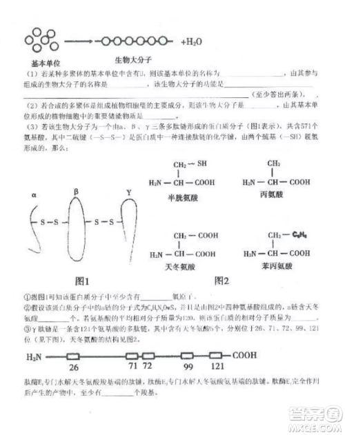 2022-2023齐齐哈尔市八校联合体高三上学期生物期中试卷答案