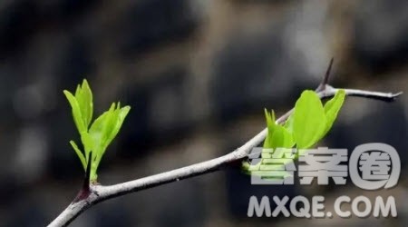 四个爸爸观后感500字 关于四个爸爸的观后感500字