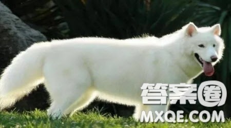 我与家中的小动物主题作文600字 关于我与家中的小动物主题作文600字 我与家中的小动物主题作文600字 关于我与家中的小动物主题作文600字