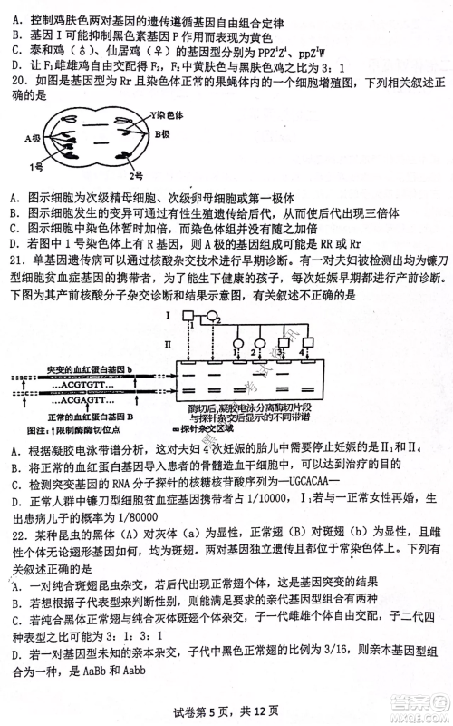 齐齐哈尔市部分地区高三上学期期中考试生物试题答案