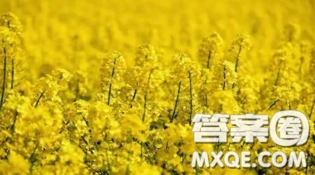 家乡的油菜花为题作文600字 关于家乡的油菜花为题作文600字