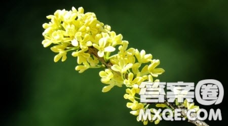 花香主题作文600字 关于花香的主题作文600字