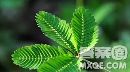 庄子骈拇篇寓言故事材料作文800字 关于庄子骈拇篇寓言故事材料作文800字 庄子骈拇篇寓言故事材料作文800字 关于庄子骈拇篇寓言故事材料作文800字