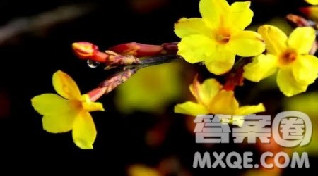 茉莉飘香为题作文600字 关于茉莉飘香为题目的作文600字