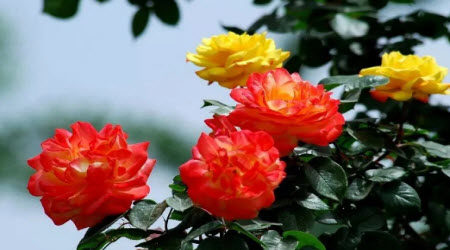 月季花作文400字 写月季花的作文400字 月季花作文400字 写月季花的作文400字