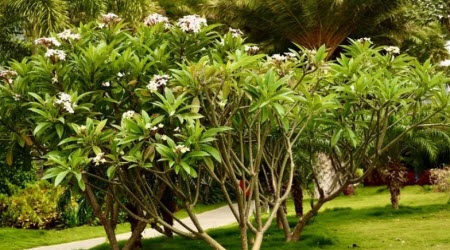 写桂花的作文600字 关于写桂花主题的作文600字