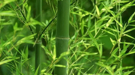 眼中之竹胸中之竹手中之竹材料作文800字 关于眼中之竹胸中之竹手中之竹的材料作文800字