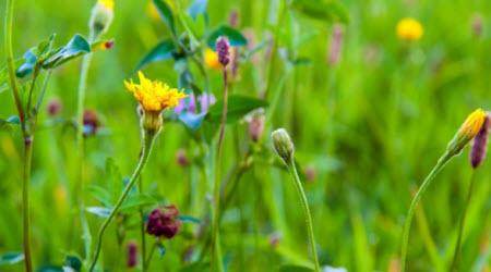 带一本书去旅行作文600字 关于带一本书去旅行的作文600字
