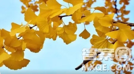 期盼理解为题作文800字 关于期盼理解为题目的作文800字