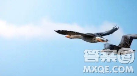 伟大的文学作品往往能透视社会与人生材料作文800字 伟大的文学作品往往能透视社会与人生材料作文800字