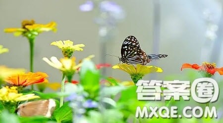 花开有期作文600字 关于花开有期的作文600字 花开有期作文600字 关于花开有期的作文600字