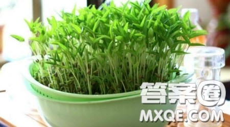 观察绿豆的生命历程主题作文600字 关于观察绿豆的生命历程的主题作文600字 观察绿豆的生命历程主题作文600字 关于观察绿豆的生命历程的主题作文600字