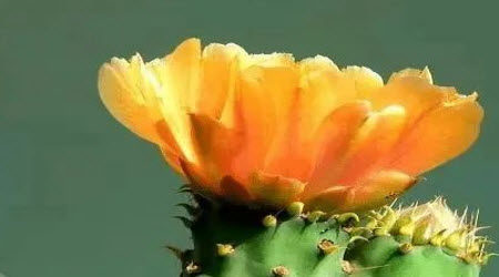 生命的律动作文600字 关于生命的律动的作文600字 生命的律动作文600字 关于生命的律动的作文600字