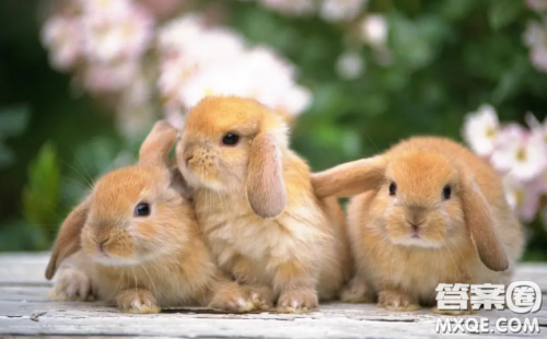 兔年说兔作文400字 关于兔年说兔的作文400字