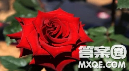 慈悲与玫瑰读后感800字 关于慈悲与玫瑰的读后感800字