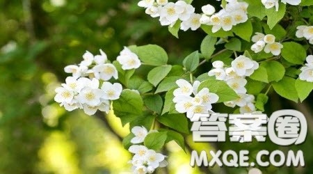 栀子花香作文600字 关于栀子花香的作文600字 栀子花香作文600字 关于栀子花香的作文600字