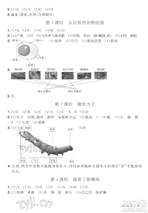 江西教育出版社2023阳光同学课时优化作业三年级科学下册教科版参考答案 江西教育出版社2023阳光同学课时优化作业三年级科学下册教科版参考答案