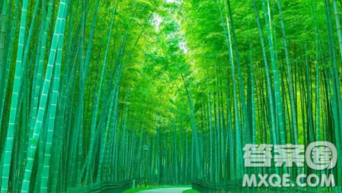 写竹子的主题作文600字 关于写竹子的主题作文600字