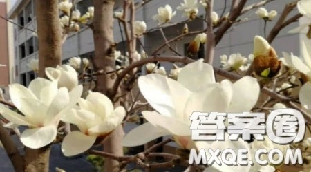 写街角的风景的作文600字 关于写街角的风景的作文600字 写街角的风景的作文600字 关于写街角的风景的作文600字